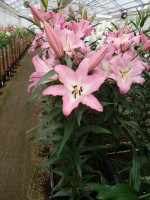 [5215 Highbury VZ No02.JPG]